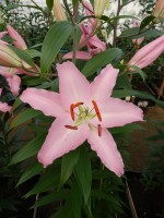 [4343 Sheila TL VZ No102.JPG]